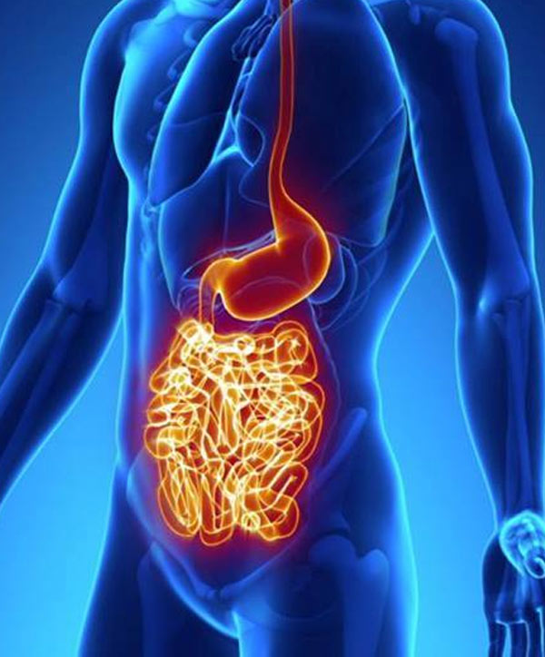 digestive-1